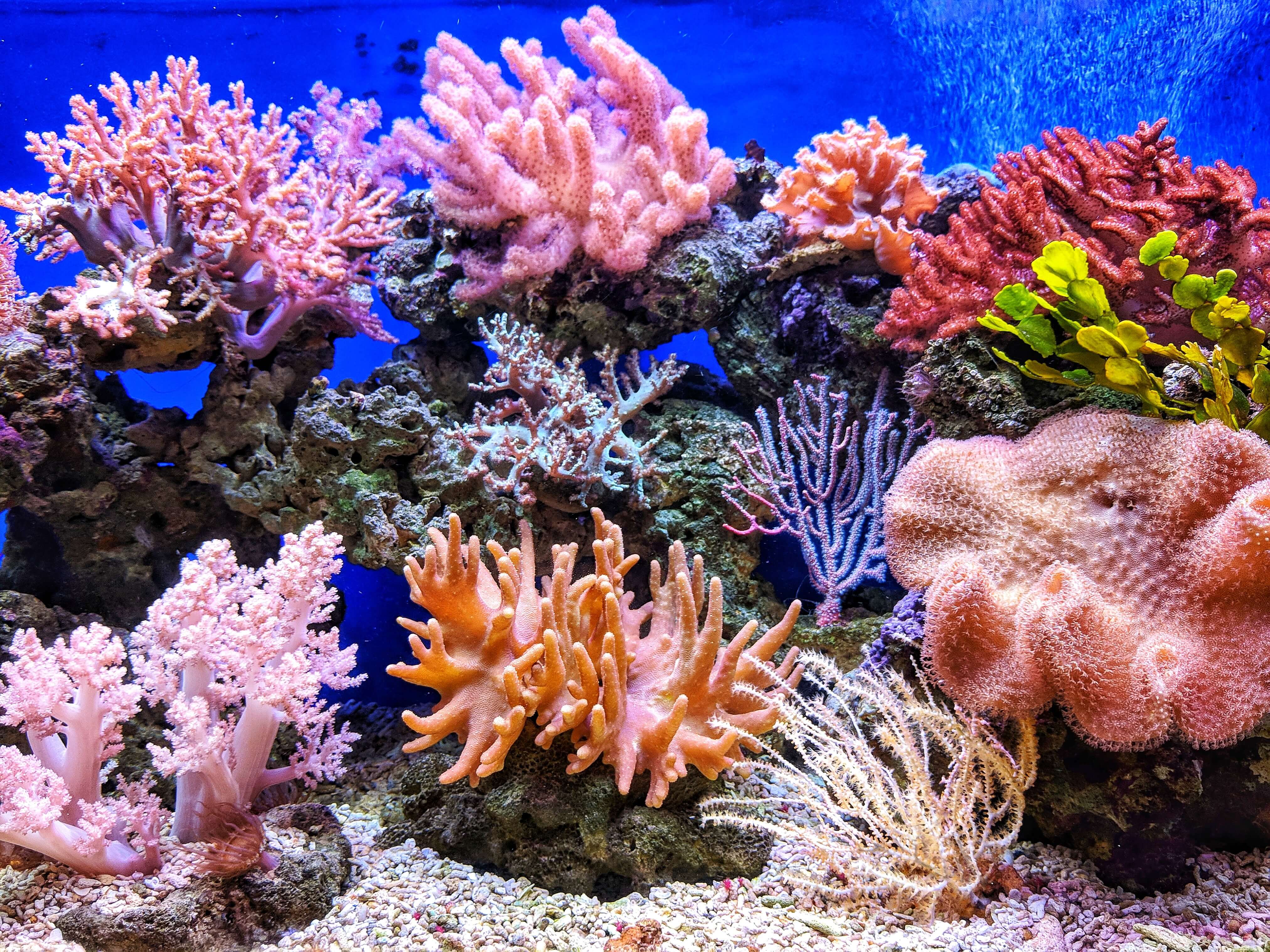 Colorful coral