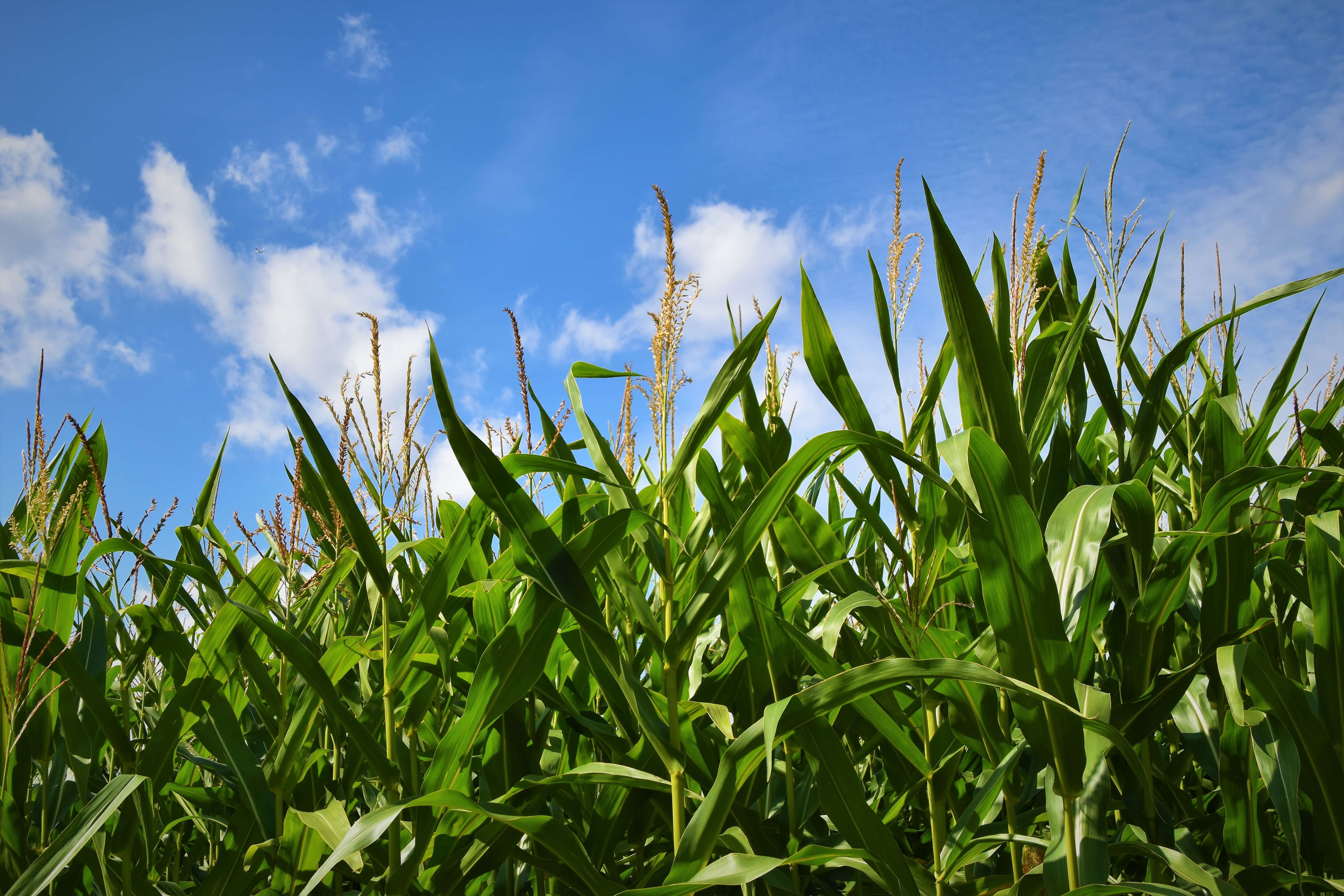 Corn field