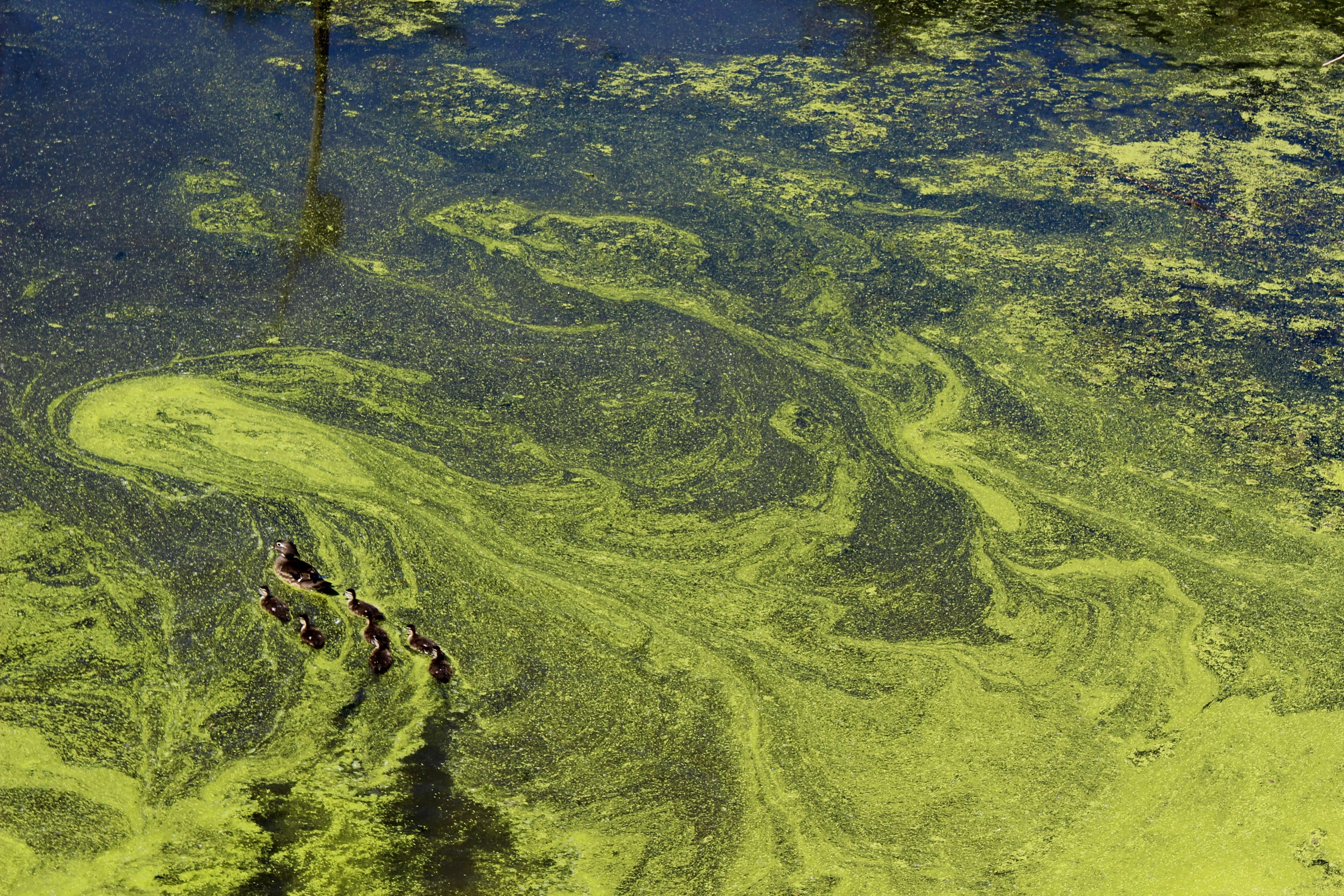 Algal bloom