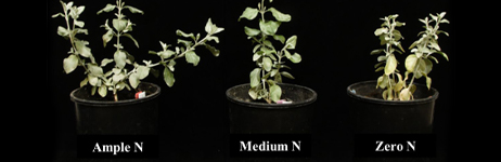 Estimating Chlorophyll with NDVI Estimating Chlorophyll with NDVI