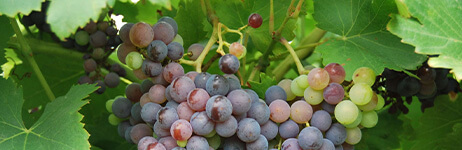 Cluster of grapes on the vine