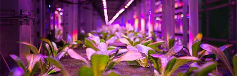 Plants under blue and red light