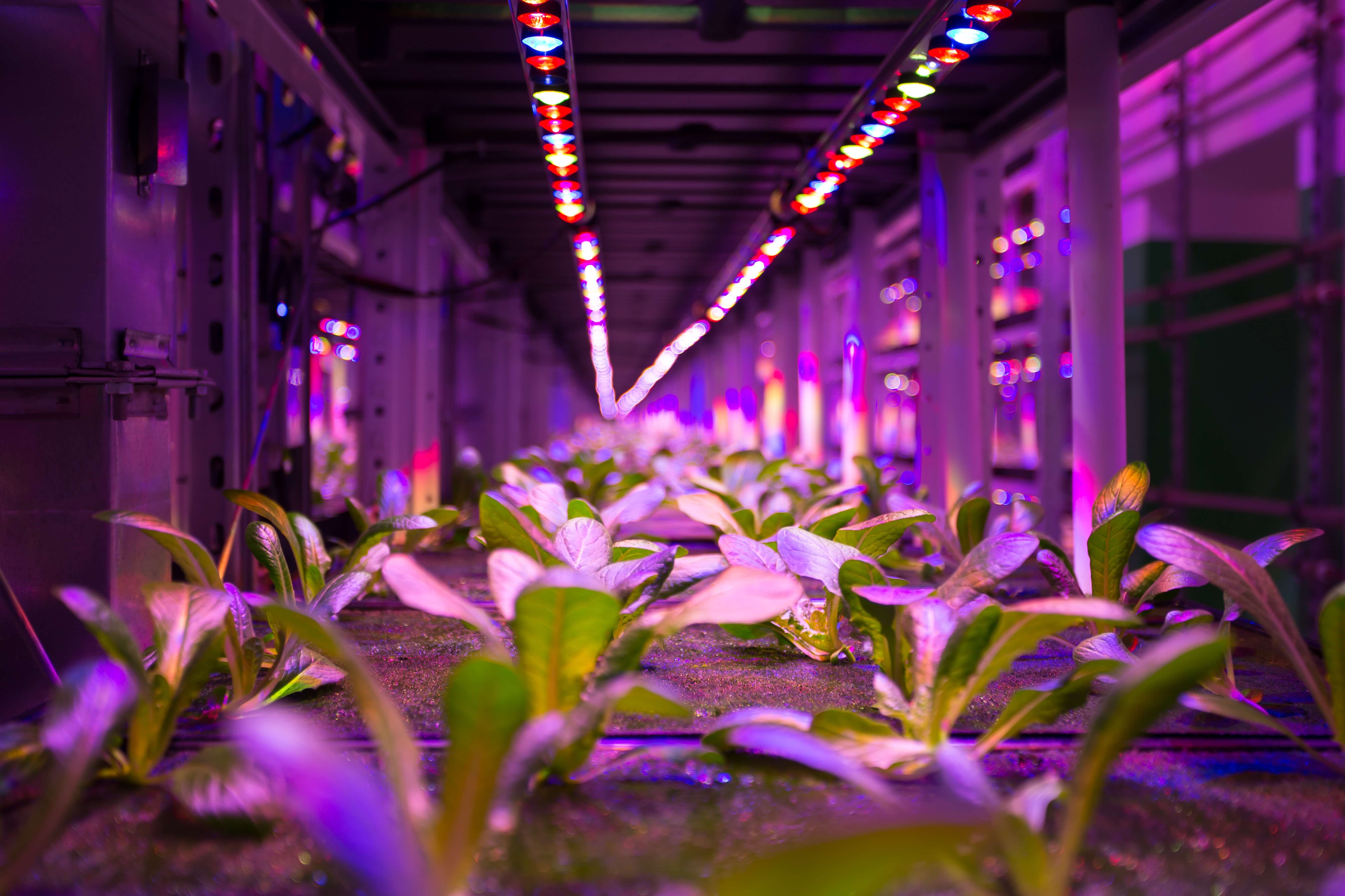 Plants under blue and red lights