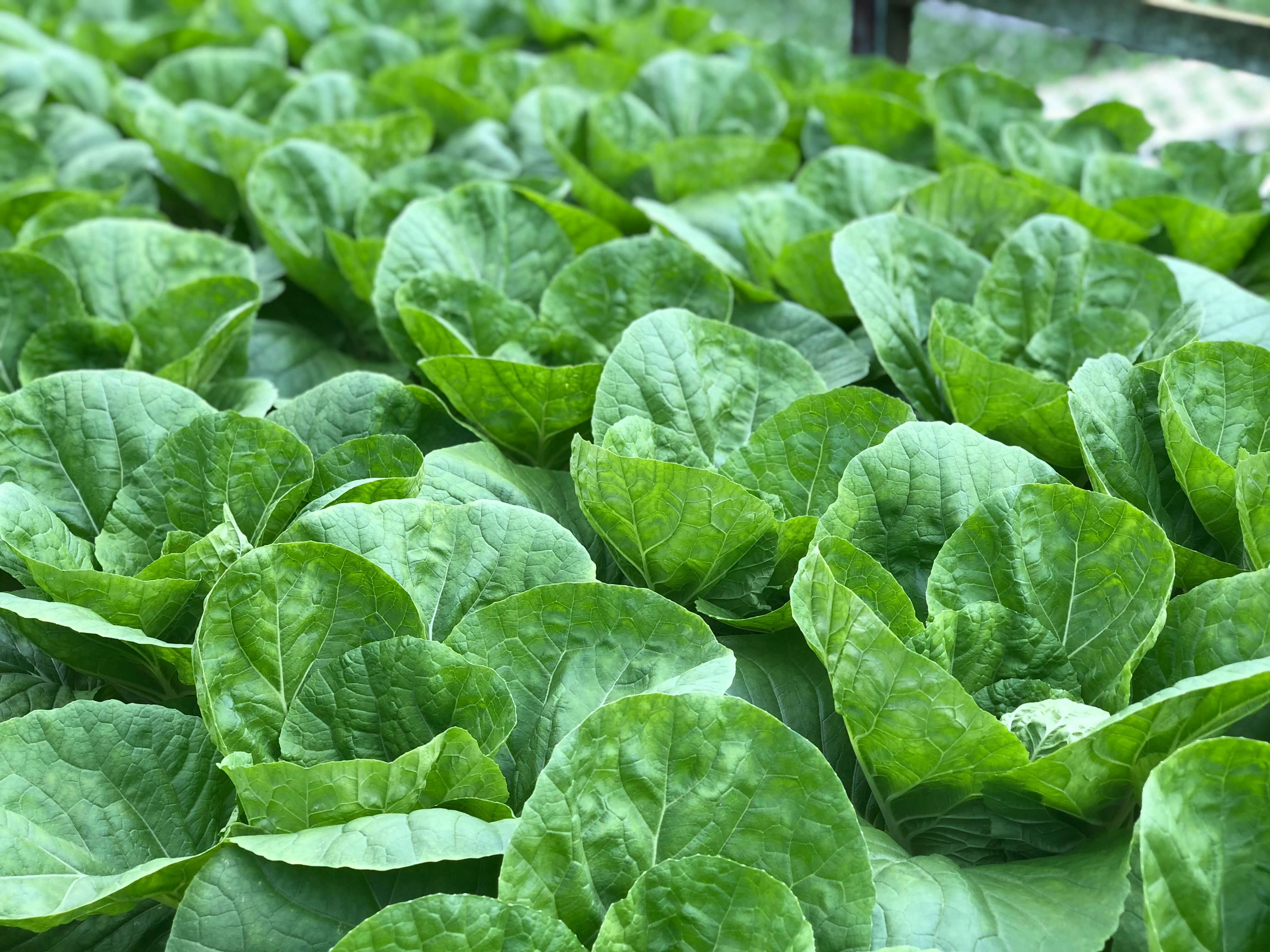 Rows of lettuce