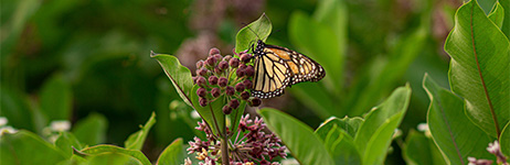 Milkweed