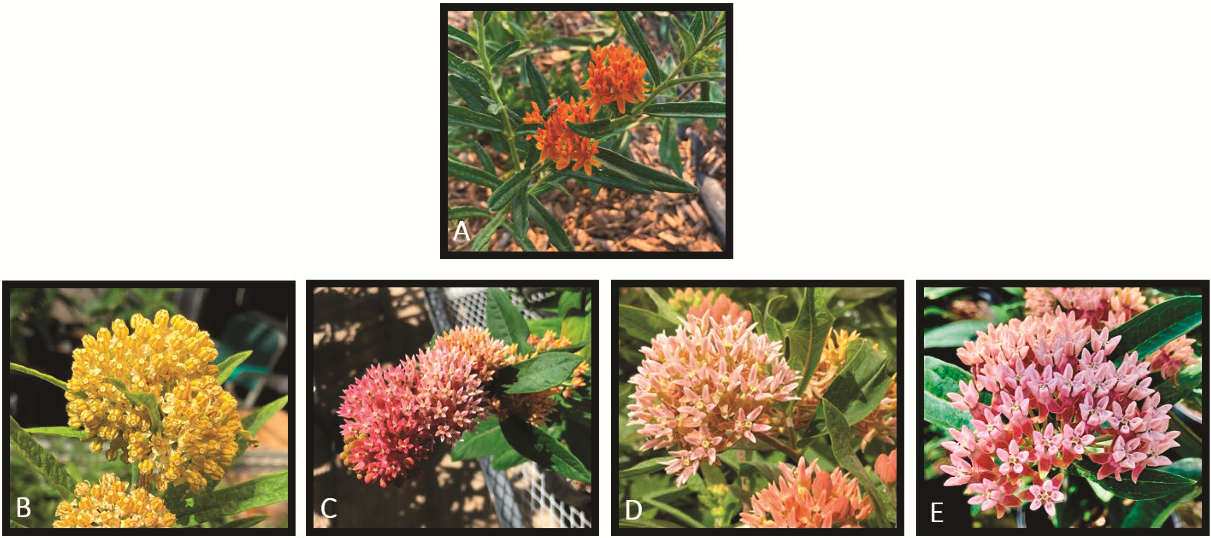 Comparison of four milkweed hybrids