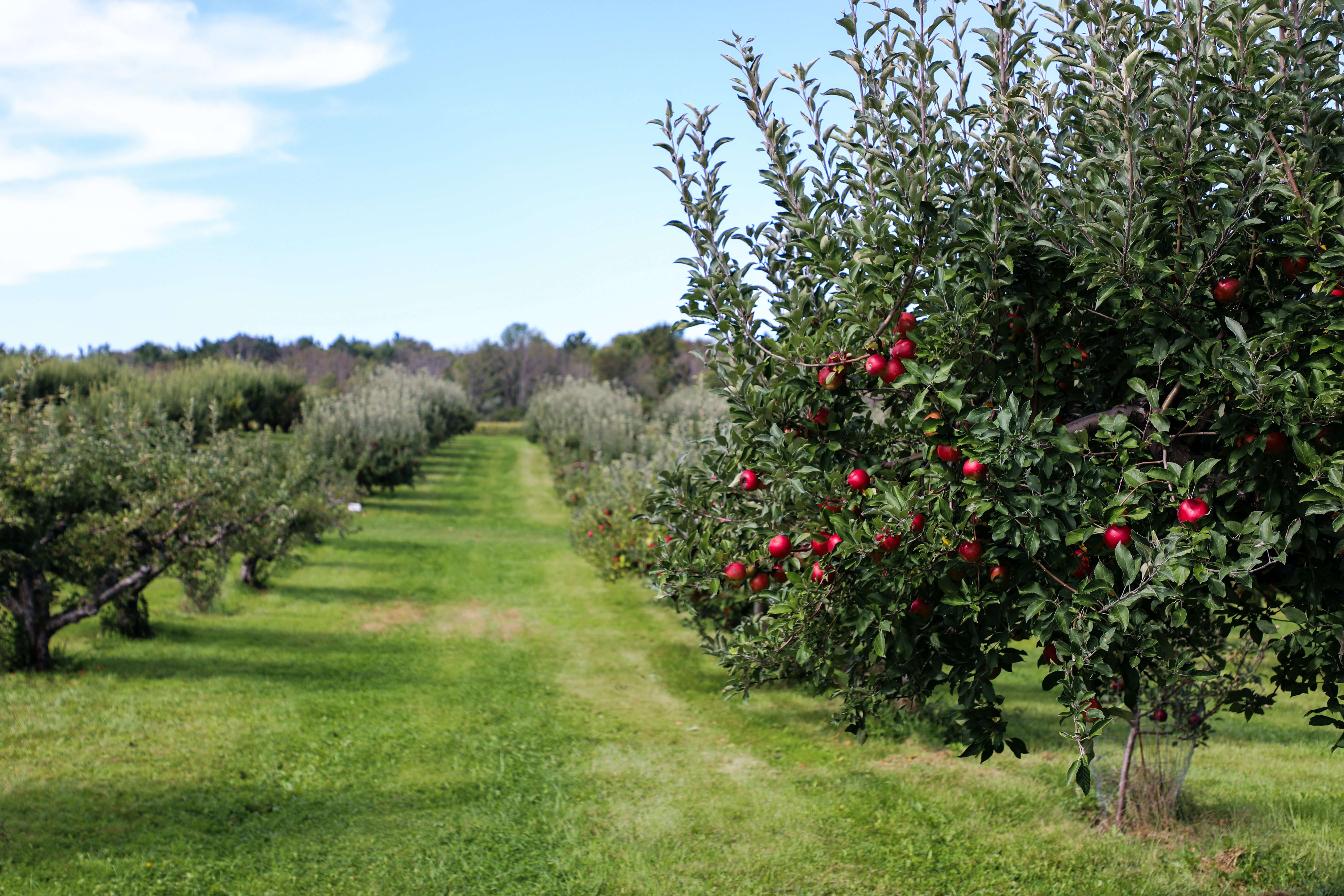 Apple tree orchard