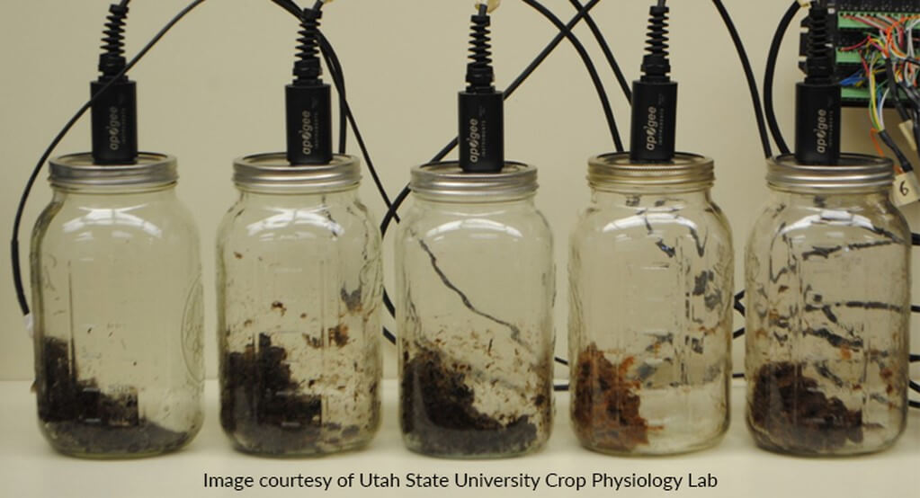 Six galvanic-cell oxygen probes attached to the lid of one-Liter canning jars