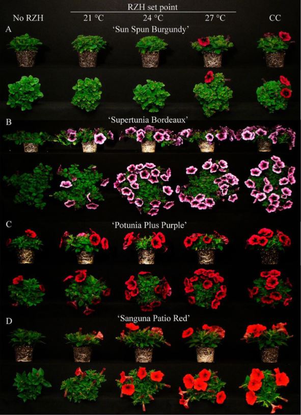 Figure 1 Petunia results