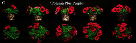 Development of Petunia