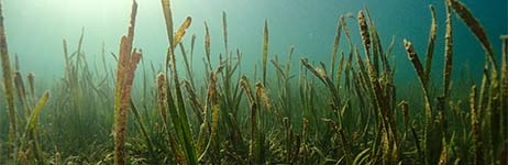 Seagrass in ocean