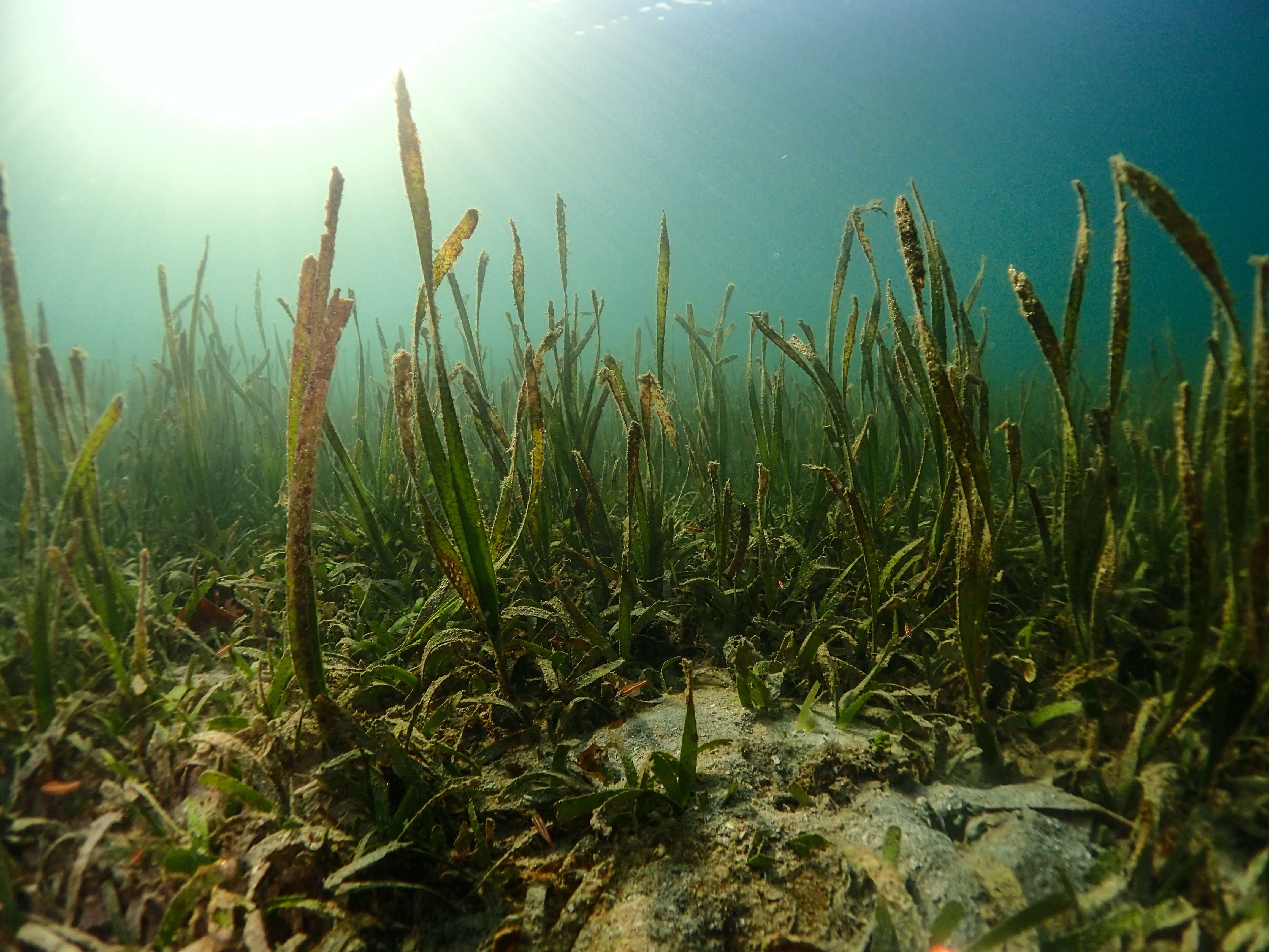 Seagrass in ocean