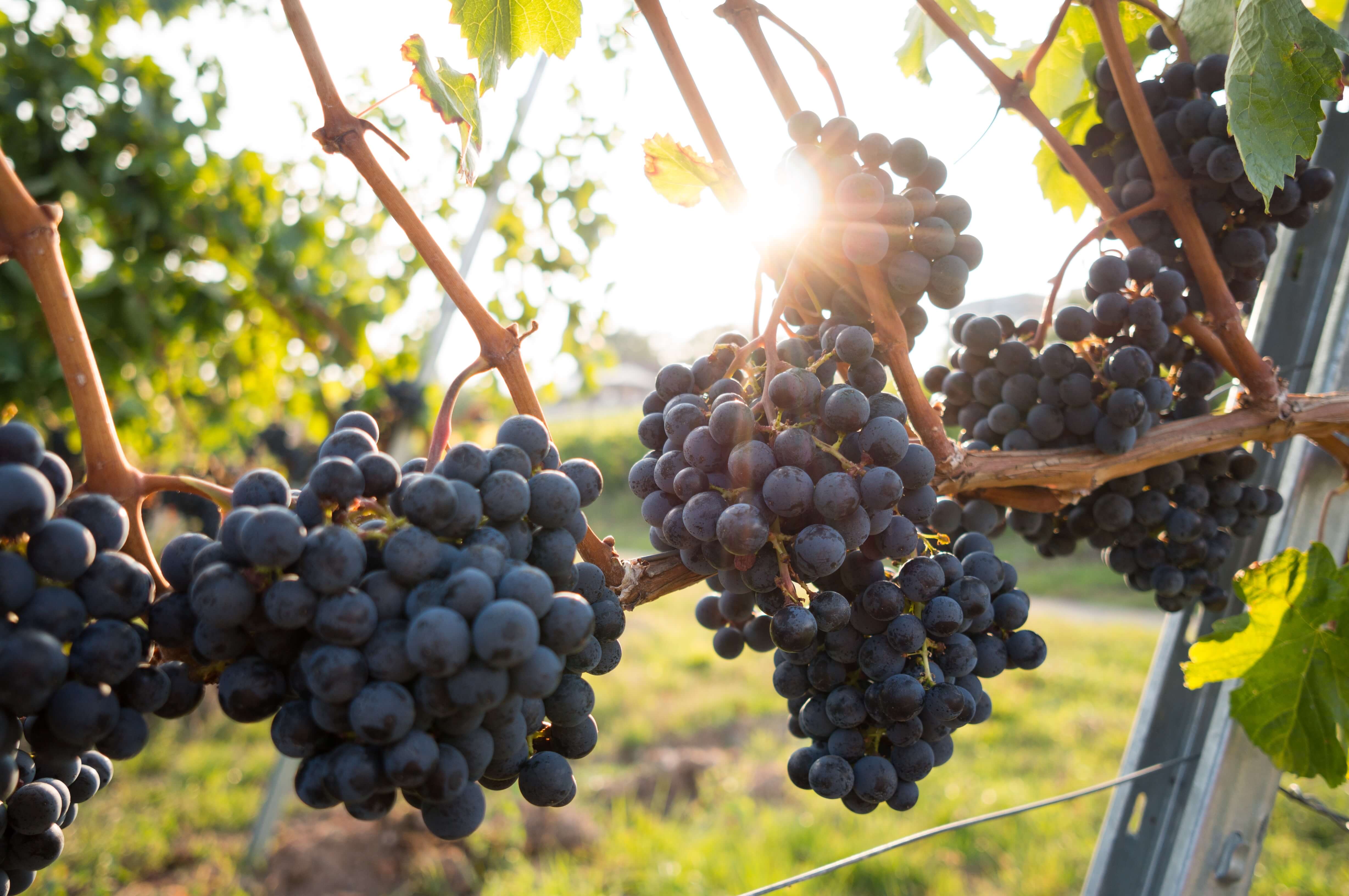 Sunny afternoon in the vineyard