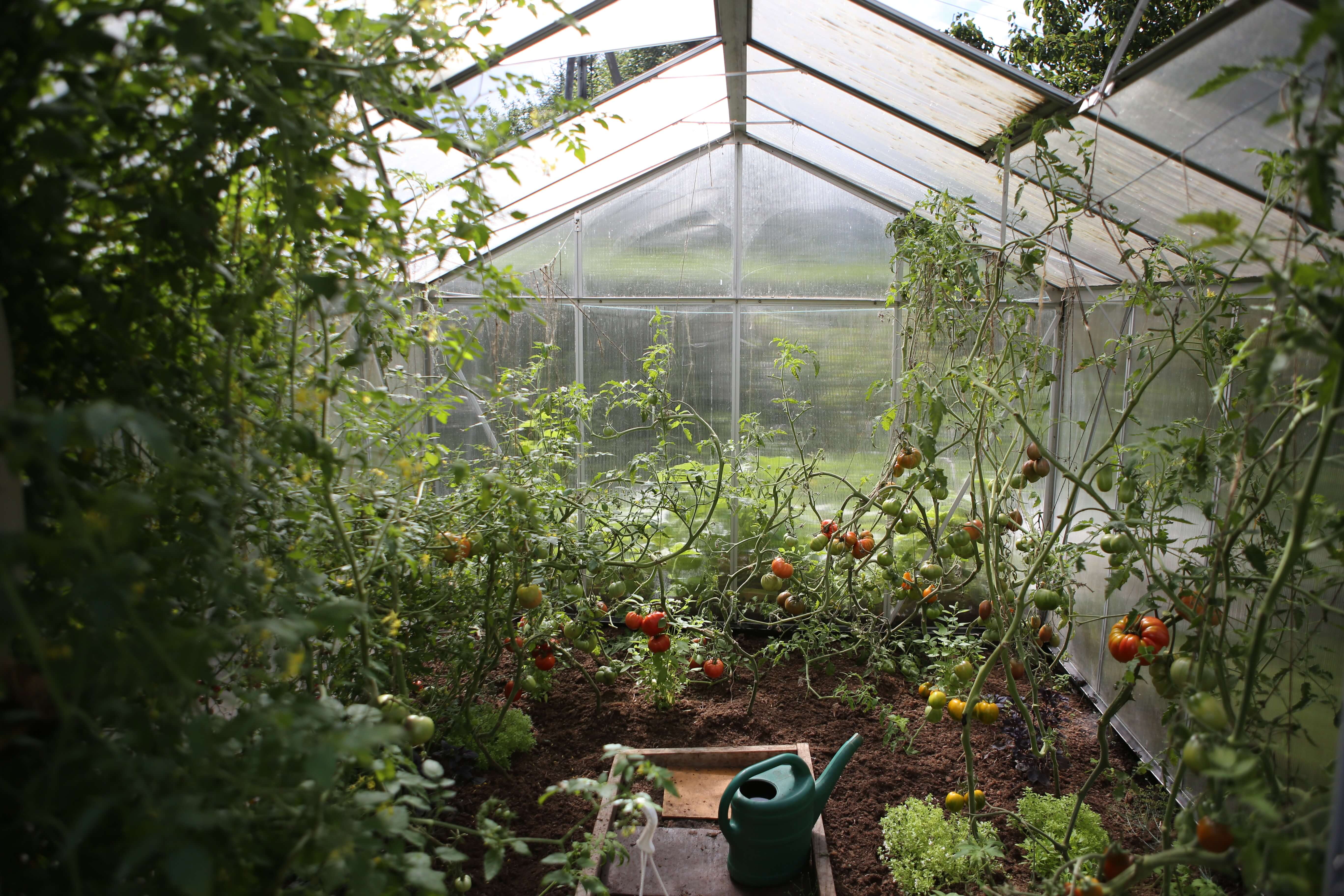 Tomatoes grown in a greenhouse