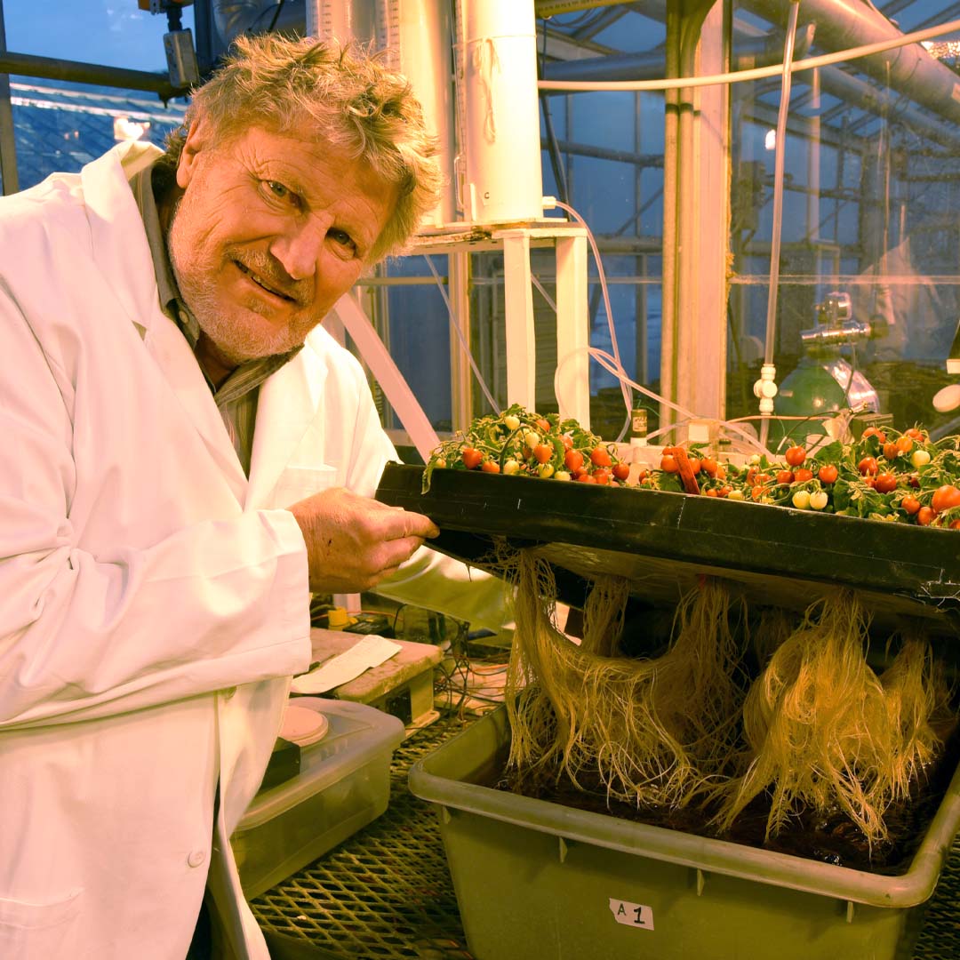 Tomatoes grown using aquaponics