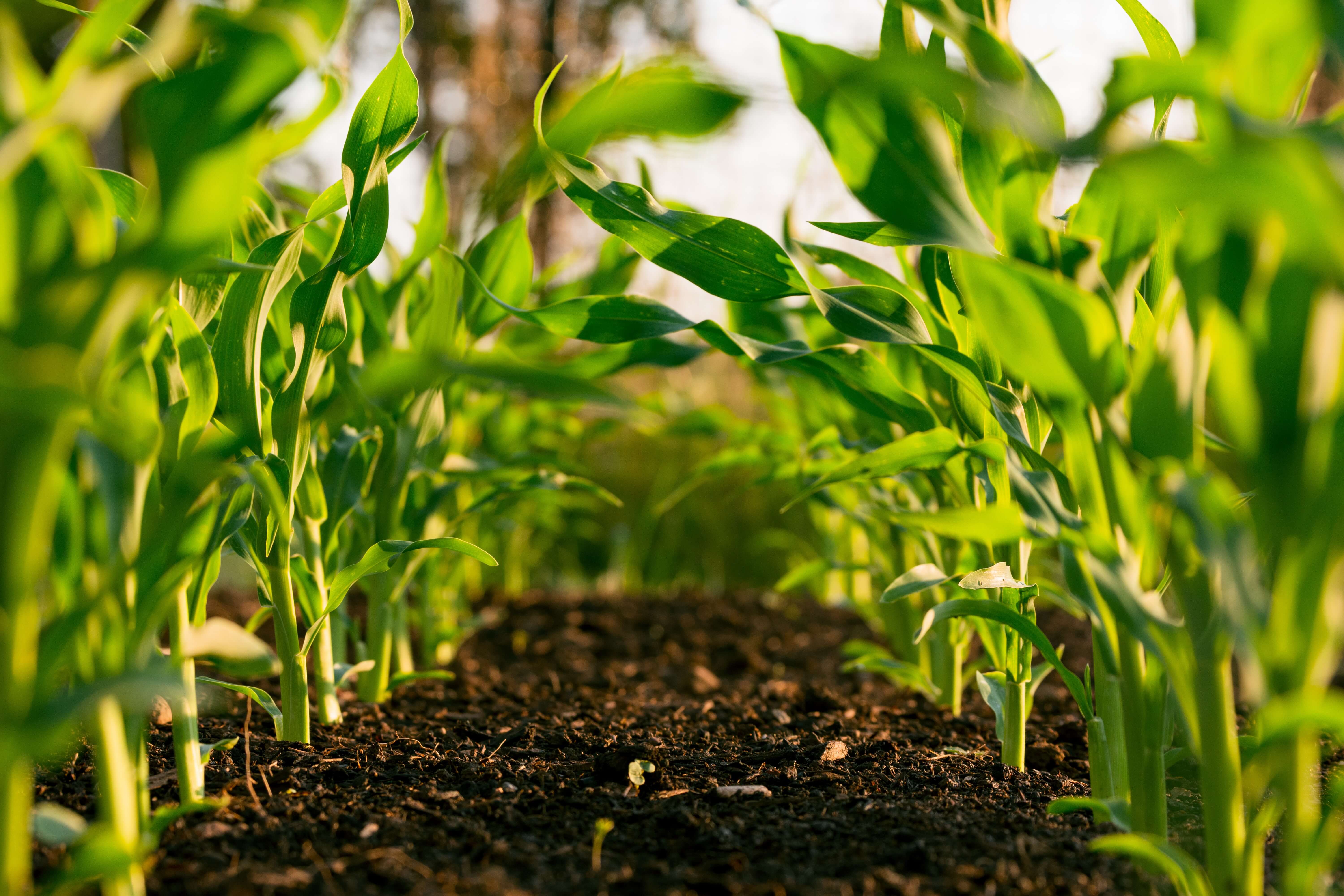 Young corn stalks