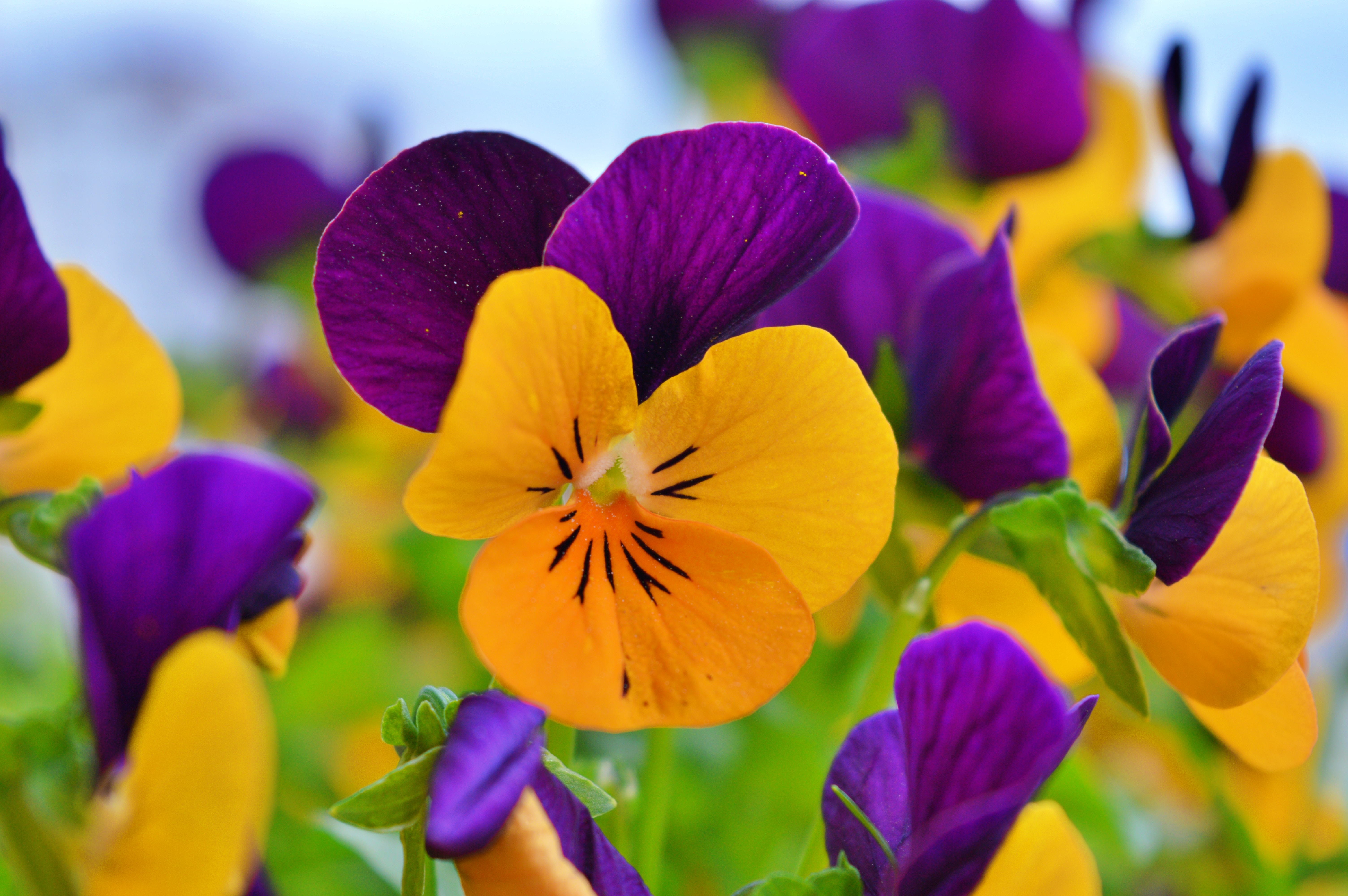 Purple and yellow pansies