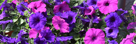 Purple and pink petunias in a greenhouse