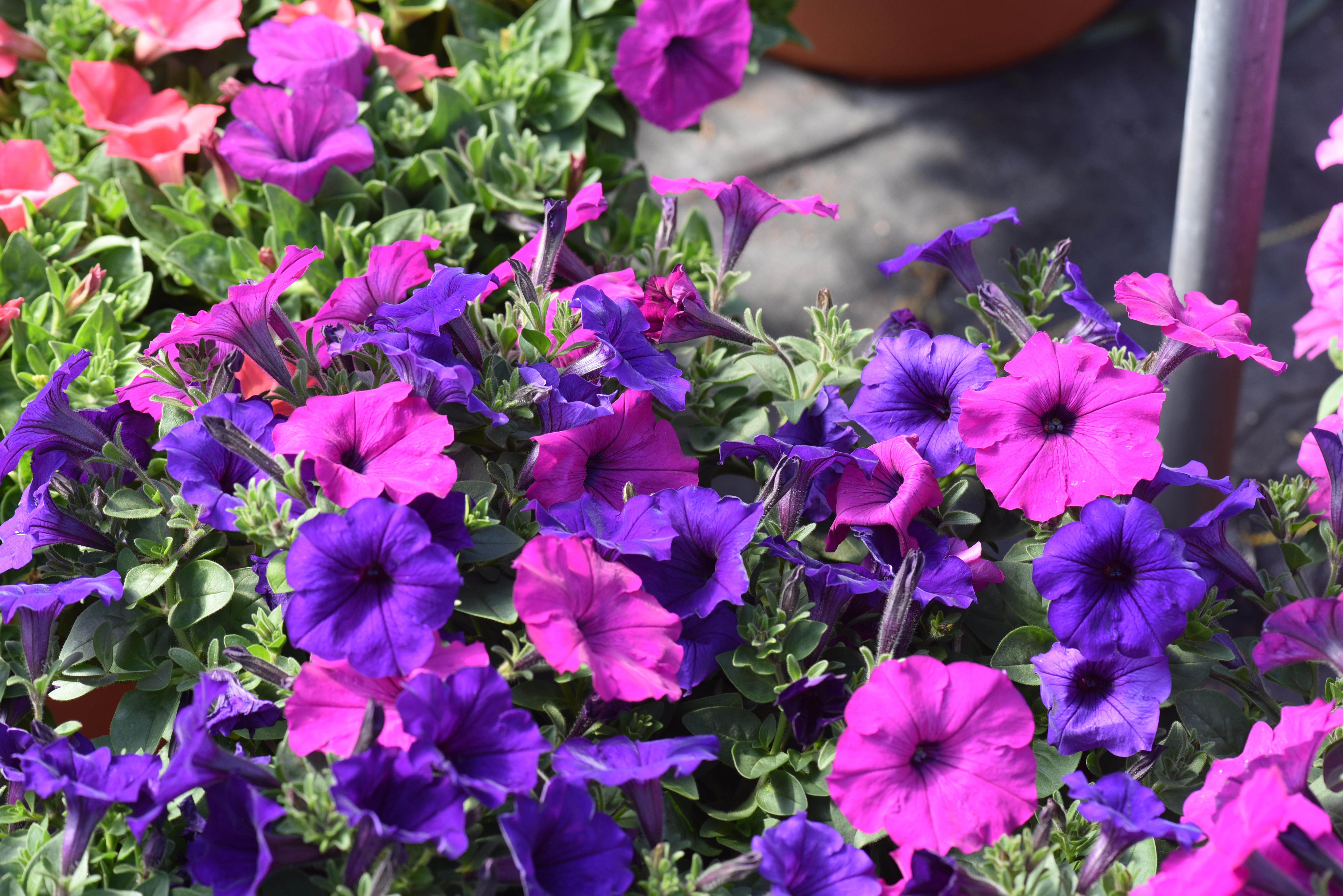 Purple and pink petunias in a greenhouse