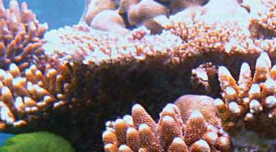 Ensure proper light levels for underwater photosynthesis using Apogee aquarium PAR meters.