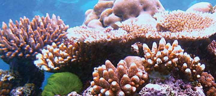 Ensure proper light levels for underwater photosynthesis using Apogee aquarium PAR meters.