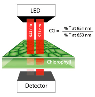 Compteur de la chlorophylle Mc-100 Compteur de la chlorophylle