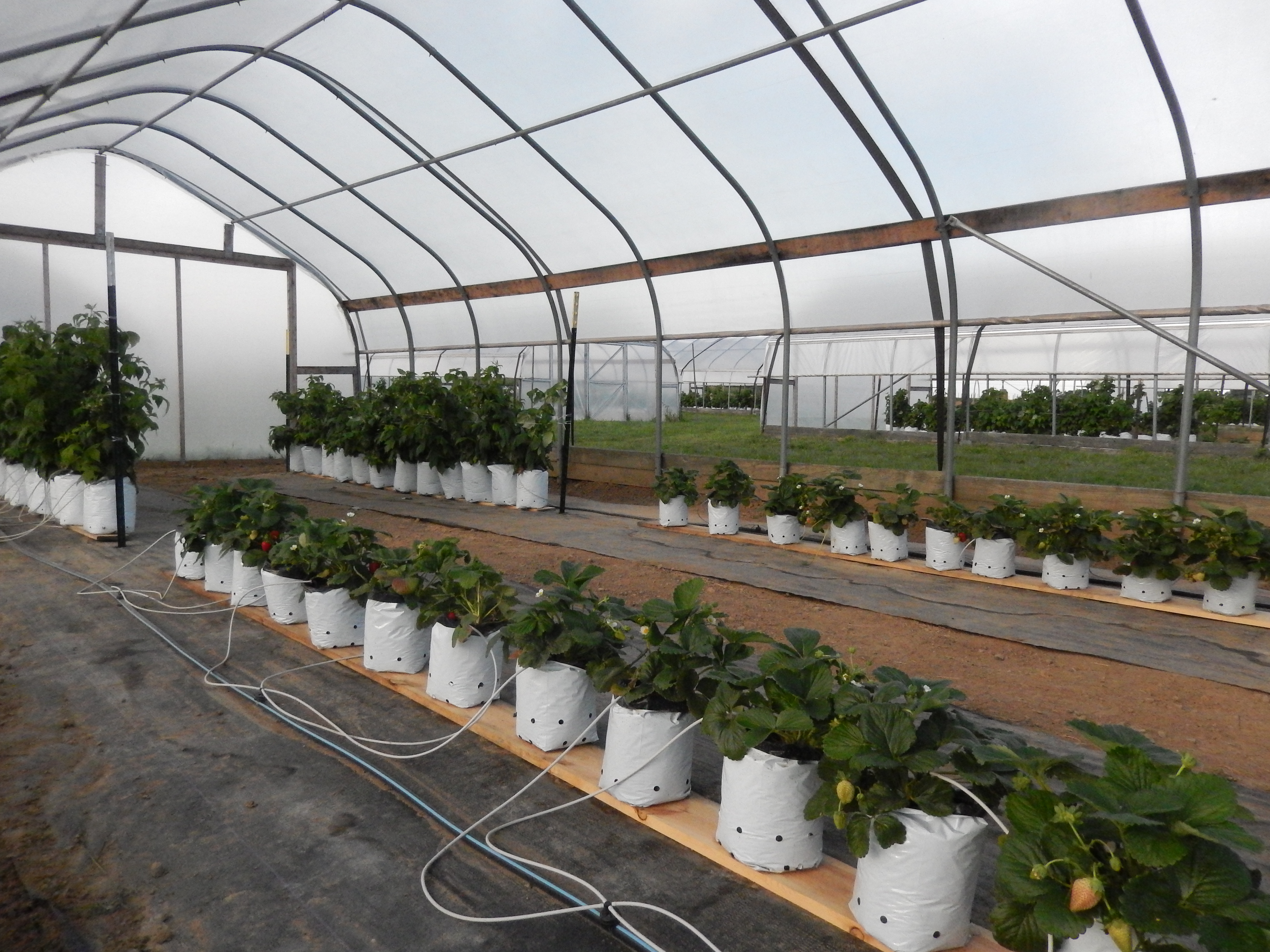 UV-blocking high-tunnel plastics research on raspberry plants