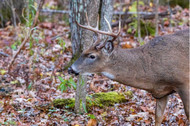 Deer Hunting Tips: Basic, but Tried and True