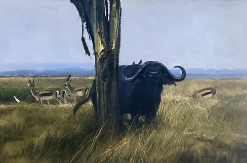 Cape Buffalo