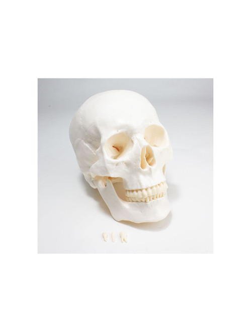 United Scientific® Economy Skull Model