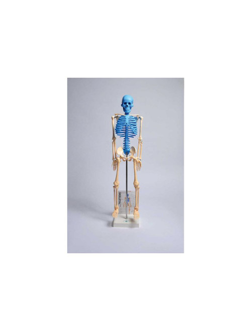 United Scientific® Human Skeleton Model With Fold-Out Guide