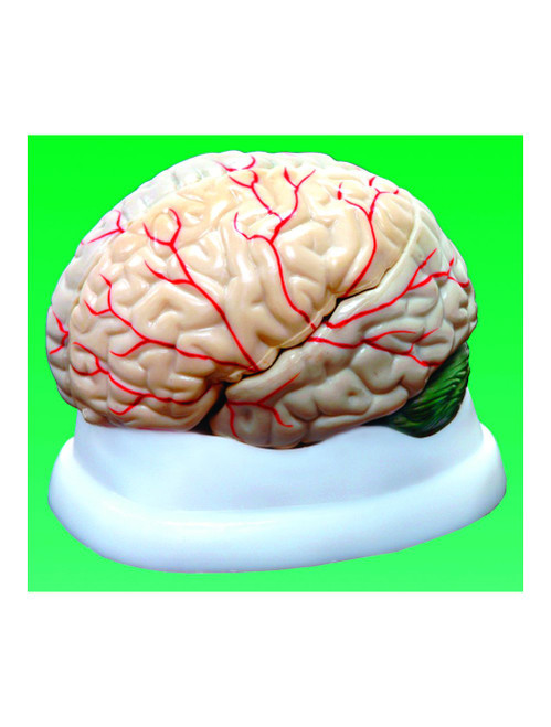 United Scientific® Brain Model, 3-Part