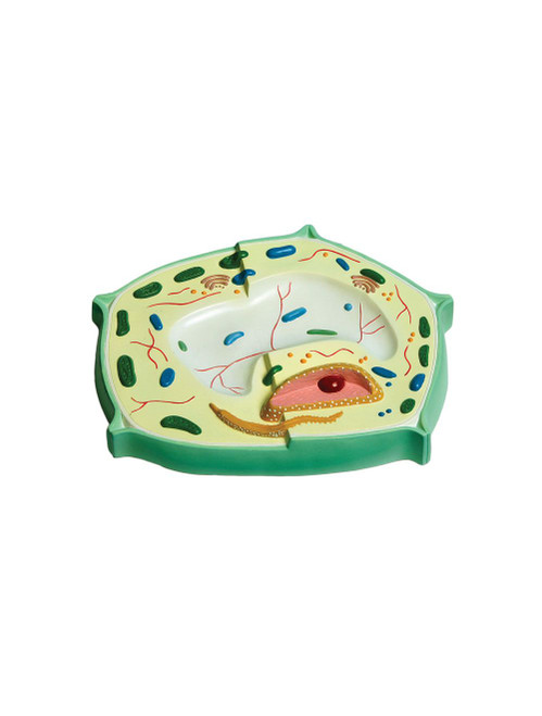 United Scientific® Plant Cell Model