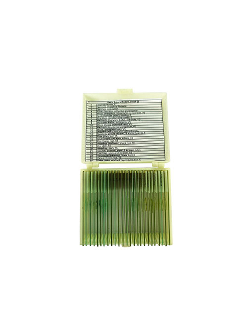 United Scientific® Basic Botany Models Slide Set Of 25