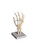 United Scientific® Human Hand Model