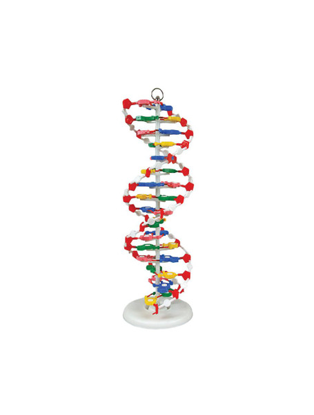 United Scientific® DNA Model, Pre-Assembled
