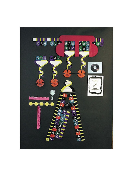 United Scientific® Protein Synthesis Manipulatives Kit
