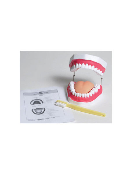United Scientific® Oral Hygiene Model