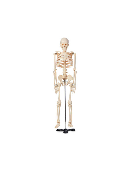 United Scientific® Human Skeleton Model, 85cm