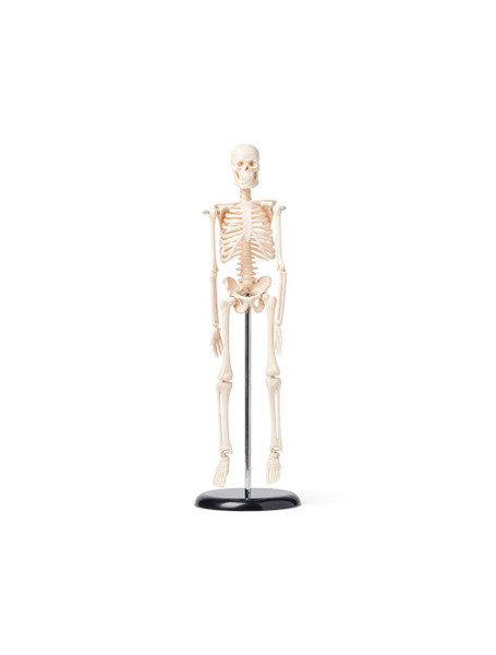 United Scientific® Human Skeleton Model, 42cm