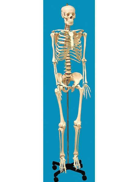 United Scientific® Human Skeleton Model, Life-Sized