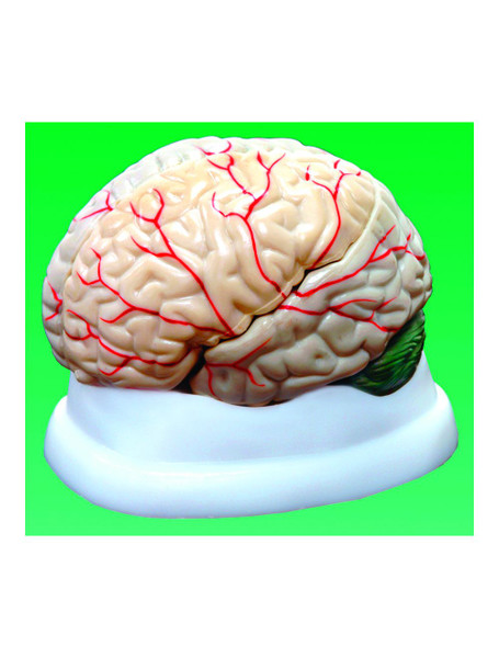 United Scientific® Brain Model, 3-Part