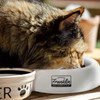 No Spill Pet Travel Bowl
