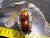 Sterling Silver and Slaughter Camp AZ Fire Agate Gem ring D89