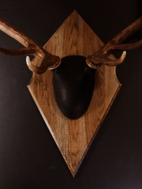 Antler Mount Kit- Outfitter Elk