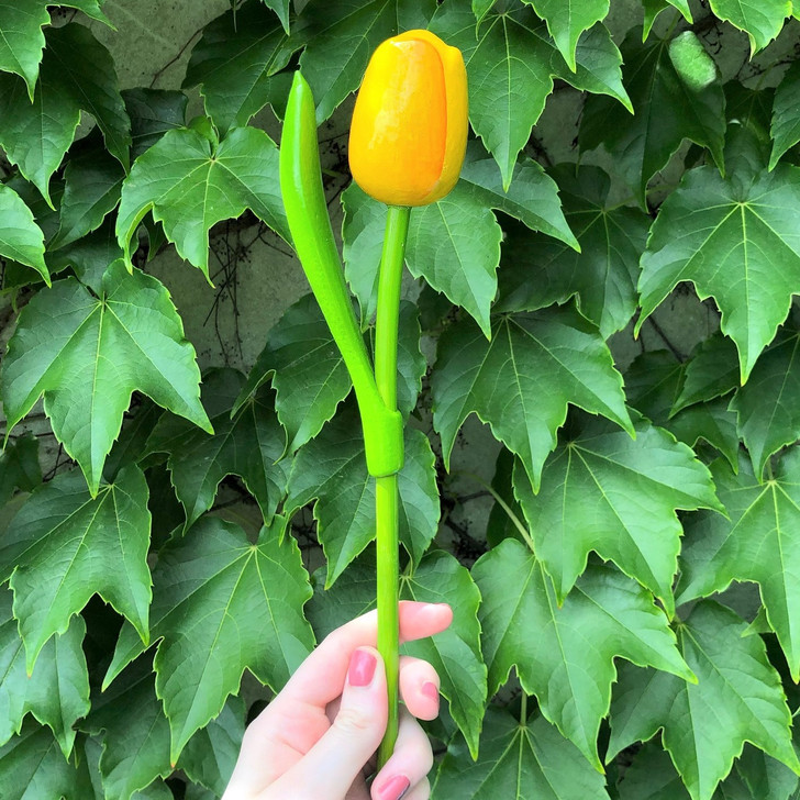 Single Large Wooden Tulip Yellow