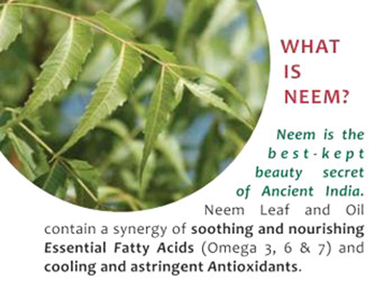 Top 5 Ways to use Neem for Teeth and Gums All About Neem
