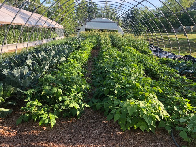 Best Ways to Use Neem in Your Garden All About Neem