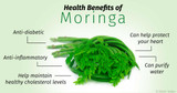 How Moringa Fights Breast Cancer 