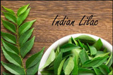 Neem -Indian Lilac- Benefits of Neem for Skin